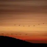 Alicia García Borrell