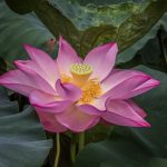 Fco. Tomás Nacher - "La flor de lotus"